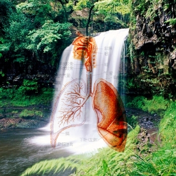 pic-healthy lungs