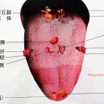 中医认为“舌为心之苗”，“苔为胃气之根”，舌体与肺、心、肝、脾、肾等内脏经络相连。